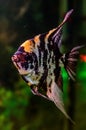 Ornamental aquarium fish. Royalty Free Stock Photo